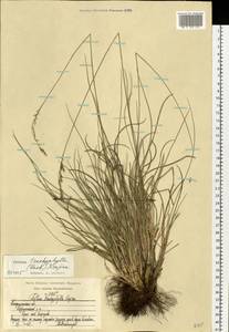 Festuca trachyphylla (Hack.) Hack., Eastern Europe, Central region (E4) (Russia)