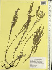 Artemisia austriaca Jacq., Eastern Europe, Eastern region (E10) (Russia)