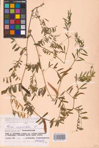 Vicia sativa subsp. nigra (L.)Ehrh., Eastern Europe, Western region (E3) (Russia)