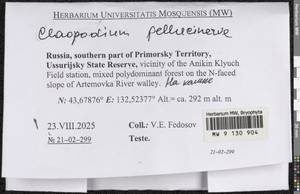 Claopodium pellucinerve (Mitt.) Best, Bryophytes, Bryophytes - Russian Far East (excl. Chukotka & Kamchatka) (B20) (Russia)