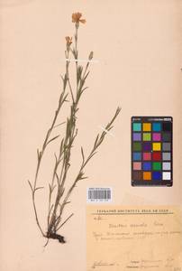 Dianthus chinensis L., Eastern Europe (no precise locality) (E0)