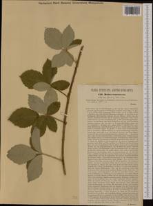 Rubus canescens DC., Western Europe (EUR) (Austria)
