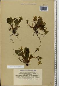 Primula vulgaris, Caucasus, Black Sea Shore (from Novorossiysk to Adler) (K3) (Russia)