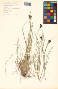 Carex eleusinoides Turcz. ex Kunth, Siberia, Russian Far East (S6) (Russia)