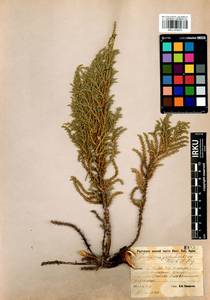 Juniperus pseudosabina Fisch. & C.A.Mey., Siberia, Baikal & Transbaikal region (S4) (Russia)