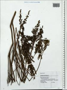 Artemisia abrotanum L., Eastern Europe, Lower Volga region (E9) (Russia)