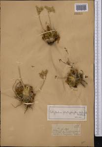 Rosularia platyphylla (Schrenk) A. Berger, Middle Asia, Dzungarian Alatau & Tarbagatai (M5) (Kazakhstan)