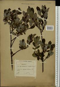 Salix myrsinifolia × phylicifolia, Eastern Europe, Moscow region (E4a) (Russia)