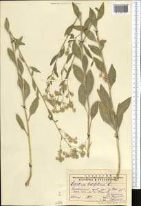 Lepidium latifolium L., Middle Asia, Pamir & Pamiro-Alai (M2) (Tajikistan)