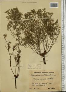 Limonium caspium (Willd.) Gams, Eastern Europe, Lower Volga region (E9) (Russia)