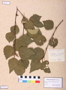 Betula humilis Schrank, Siberia, Altai & Sayany Mountains (S2) (Russia)