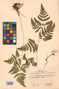 Gymnocarpium robertianum (Hoffm.) Newman, Siberia, Russian Far East (S6) (Russia)