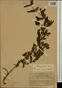 Stachys setifera C.A.Mey., Caucasus, Azerbaijan (K6) (Azerbaijan)