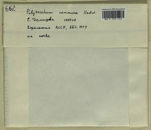Polytrichum commune Hedw., Bryophytes, Bryophytes - Karelia, Leningrad & Murmansk Oblasts (B4) (Russia)