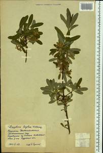 Daphne sophia Kalen., Eastern Europe, Central forest-and-steppe region (E6) (Russia)
