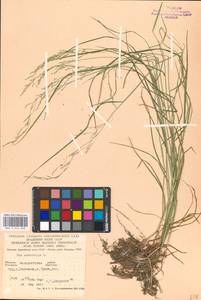 Poa nemoralis L., Eastern Europe, West Ukrainian region (E13) (Ukraine)