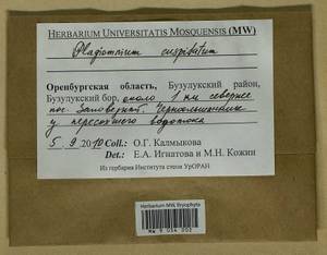 Plagiomnium cuspidatum (Hedw.) T.J. Kop., Bryophytes, Bryophytes - South Urals (B14) (Russia)