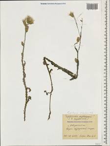 Carduus pycnocephalus subsp. albidus (M. Bieb.) Kazmi, Caucasus, Black Sea Shore (from Novorossiysk to Adler) (K3) (Russia)