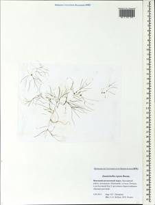 Zannichellia palustris subsp. palustris, Eastern Europe, Northern region (E1) (Russia)