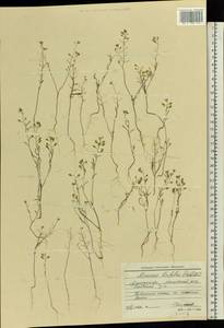 Meniocus linifolius (Stephan ex Willd.) DC., Eastern Europe, North Ukrainian region (E11) (Ukraine)