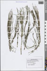 Equisetum palustre L., Eastern Europe, Middle Volga region (E8) (Russia)