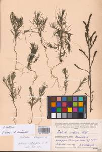 Salsola collina Pall., Eastern Europe, Moscow region (E4a) (Russia)