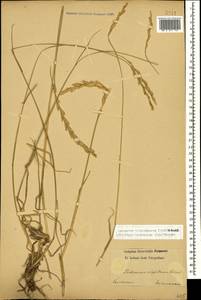 Thinopyrum intermedium subsp. intermedium, Caucasus (no precise locality) (K0)