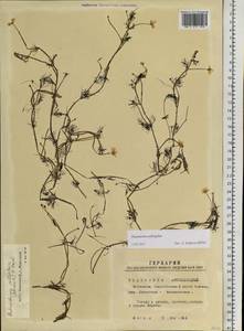 Ranunculus subrigidus W. B. Drew, Siberia, Western Siberia (S1) (Russia)