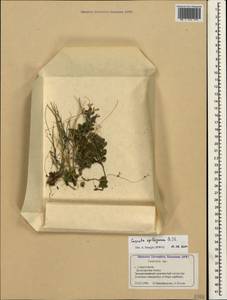 Cuscuta epithymum (L.) L., Crimea (KRYM) (Russia)