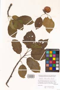 Malus domestica (Suckow) Borkh., Eastern Europe, South Ukrainian region (E12) (Ukraine)