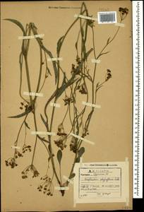 Bupleurum polyphyllum Ledeb., Caucasus, Georgia (K4) (Georgia)
