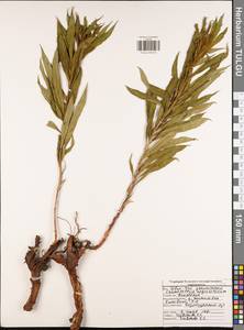 Chamaenerion angustifolium subsp. angustifolium, Eastern Europe, Central region (E4) (Russia)