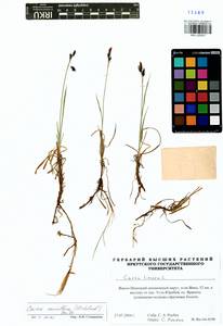 Carex rariflora (Wahlenb.) Sm., Siberia, Western Siberia (S1) (Russia)