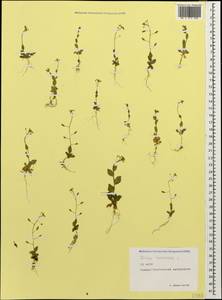 Draba nemorosa L., Caucasus, North Ossetia, Ingushetia & Chechnya (K1c) (Russia)