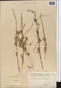 Cuscuta monogyna Vahl, Middle Asia, Muyunkumy, Balkhash & Betpak-Dala (M9) (Kazakhstan)
