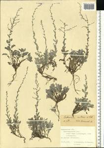 Artemisia nutans Willd., Eastern Europe, Central forest-and-steppe region (E6) (Russia)