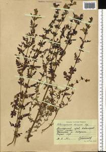Phtheirospermum japonicum (Thunb.) Kanitz, Siberia, Russian Far East (S6) (Russia)