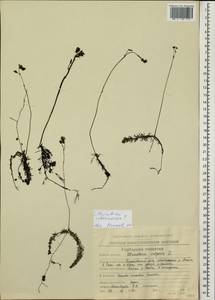 Utricularia intermedia Hayne, Siberia, Chukotka & Kamchatka (S7) (Russia)