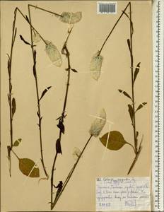 Celosia argentea L., Africa (AFR) (Ethiopia)