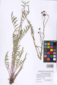Centaurea apiculata Ledeb., Eastern Europe, Eastern region (E10) (Russia)