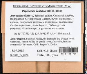 Pogonatum dentatum (Menzies ex Brid.) Brid., Bryophytes, Bryophytes - Russian Far East (excl. Chukotka & Kamchatka) (B20) (Russia)