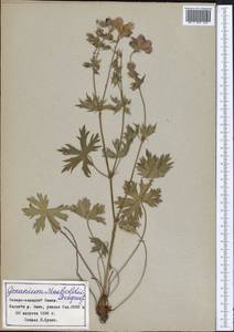 Geranium himalayense Klotzsch in Klotzsch & Garcke, Middle Asia, Pamir & Pamiro-Alai (M2) (Tajikistan)