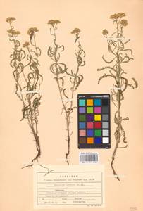 Achillea micrantha Willd., Eastern Europe, Lower Volga region (E9) (Russia)
