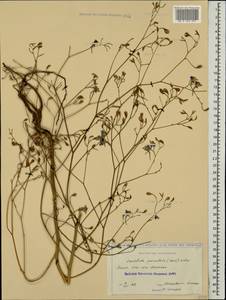 Delphinium consolida subsp. paniculatum (Host) N. Busch, Caucasus, Krasnodar Krai & Adygea (K1a) (Russia)