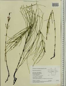 Equisetum palustre L., Eastern Europe, Central region (E4) (Russia)