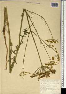 Pastinaca pimpinellifolia M. Bieb., South Asia, South Asia (Asia outside ex-Soviet states and Mongolia) (ASIA) (Turkey)