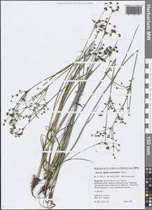 Juncus alpinoarticulatus Chaix, Siberia, Baikal & Transbaikal region (S4) (Russia)