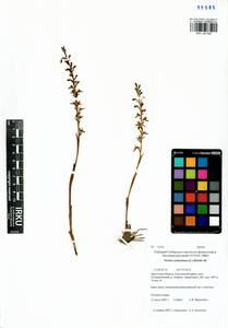 Neottia camtschatea (L.) Rchb.f., Siberia, Baikal & Transbaikal region (S4) (Russia)