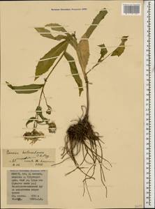 Senecio kolenatianus C. A. Mey., Caucasus, North Ossetia, Ingushetia & Chechnya (K1c) (Russia)