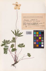 Anemone sylvestris L., Eastern Europe, Lower Volga region (E9) (Russia)